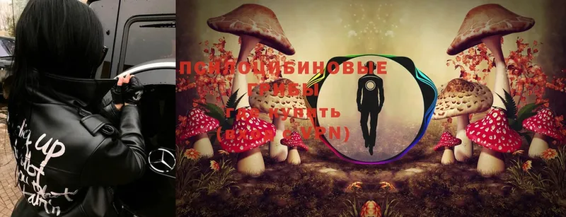 где купить наркотик  Прокопьевск  Галлюциногенные грибы Cubensis 